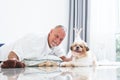 Caucasian elderly kind man playing with shih tzu puppy dog at home with love and care. Senior man with white beard lying on floor Royalty Free Stock Photo