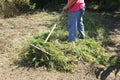 Caucasian elderly woman rakes the grass from the garden.