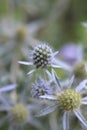 Caucasian eryngo Royalty Free Stock Photo