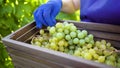 Caucasian female in blue apron and gardening gloves harvesting grapes in vineyard Royalty Free Stock Photo