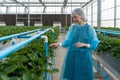 Caucasian female fruit researcher in isolation gown and disposable polyester synthetic fiber Hairnet observes strawberry in farm.