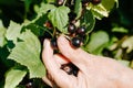 Caucasian female gardener picking black currants in garden on sunny summer day, outdoors. Royalty Free Stock Photo