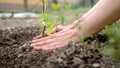 Hands planting seedling and mulching a plant Royalty Free Stock Photo