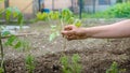 Hands putting a stake to support freshly planted seedling Royalty Free Stock Photo