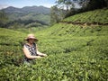 Caucasian female picking the tea