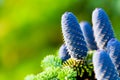 Caucasian fir tree cones close-up.