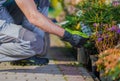 Caucasian Gardener Buying New Plants For His Garden Project