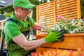 Caucasian Gardener Planting Flowers Inside Wooden Planter