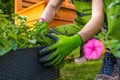 Caucasian Gardener Replanting Flowers To a Bigger Pots