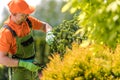 Landscaper Pruning the Pinaceae Tree with Garden Scissors Royalty Free Stock Photo