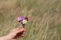 Young caucasian girl holding in her hand a small bouquet of flowers collected in a field on a meadow Royalty Free Stock Photo