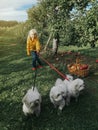 Caucasian girl in yellow jacket holding three little white dogs on leash. Child on farm Royalty Free Stock Photo