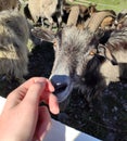 Caucasian goats, mountain goats, alpine animals, crossing the road, artiodactyls