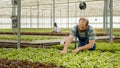 Caucasian greenhouse worker gathering organic green lettuce loading crate on rack pushed by african american man