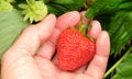 A caucasian hand holding a red strawberry Royalty Free Stock Photo