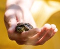 Caucasian hand holding a small turtle Royalty Free Stock Photo