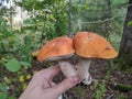 Caucasian hand holding two twin orange birch bolete Leccinum versipelle mushrooms. Forest background