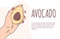 Caucasian Hand holds a avocado on an isolated background vector banner. Proper nutrition, vegan. Eco-product. Avocado in hand