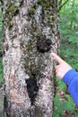 Close up chaga mushroom growth on birch tree with womans finger Royalty Free Stock Photo