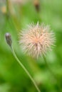 Caucasian hawkbit Leontodon caucasicus seed head Royalty Free Stock Photo