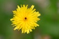 Caucasian hawkbit Leontodon caucasicus yellow flower in close-up