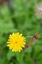 Caucasian hawkbit Leontodon caucasicus a yellow flower in the Ukraine