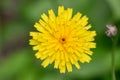 Caucasian hawkbit Leontodon caucasicus yellow flower in the Ukraine