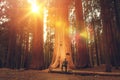 Hiker in Front of Giant Sequoia