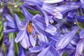 Honey bee on purple agapanthus flower Royalty Free Stock Photo
