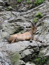 Caucasian ibex