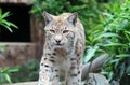 Caucasian Lynx