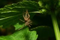 Caucasian macro spider Solpuga on nettle leaf Royalty Free Stock Photo