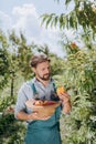 Gardener harvesting ripe peaches Royalty Free Stock Photo