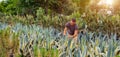 Caucasian male gardener inspects plants up close. Sale of ornamental plants in the garden center, plantings. Format banner header