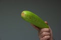 Caucasian male hand holding a phallic piece of fresh green ripe zucchini close up shot isolated on gray