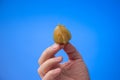 Caucasian male hand holding a ripe physalis fruit. Close up studio shot,  on blue background Royalty Free Stock Photo