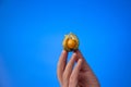 Caucasian male hand holding a ripe physalis fruit. Close up studio shot,  on blue background Royalty Free Stock Photo