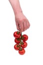 Caucasian male holding a vine full of fresh ripe red cherry tomatoes. Close up studio shot, isolated on white background