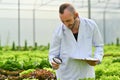 Caucasian male scientist with magnifying glass observing organic vegetable in industrial hydroponic greenhouse