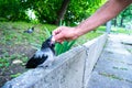 Caucasian man feeding a cute little crow cub that sits on a border in the front garden. Rearing corvids chicks. Concept of animal Royalty Free Stock Photo