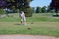 A Caucasian man hits a golf ball near the hole. In the background, the trees of the private golf club. Active summer luxury Royalty Free Stock Photo