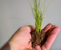 Caucasian man holds a clod of earth with a chive seedling
