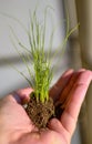 Caucasian man holds a clod of earth with a chive seedling