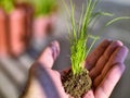 Caucasian man holds a clod of earth with a chive seedling