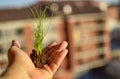 Caucasian man holds a clod of earth with a chive seedling