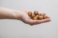 Caucasian man holds a handful of hazelnuts