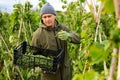 Man picking haricot in vegetable garden