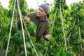 Man picking haricot in vegetable garden