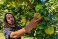 Caucasian man picking green apple fruits Royalty Free Stock Photo