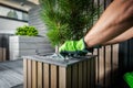 Planting Small Decorative Pine Tree Inside a Modern Looking Planter